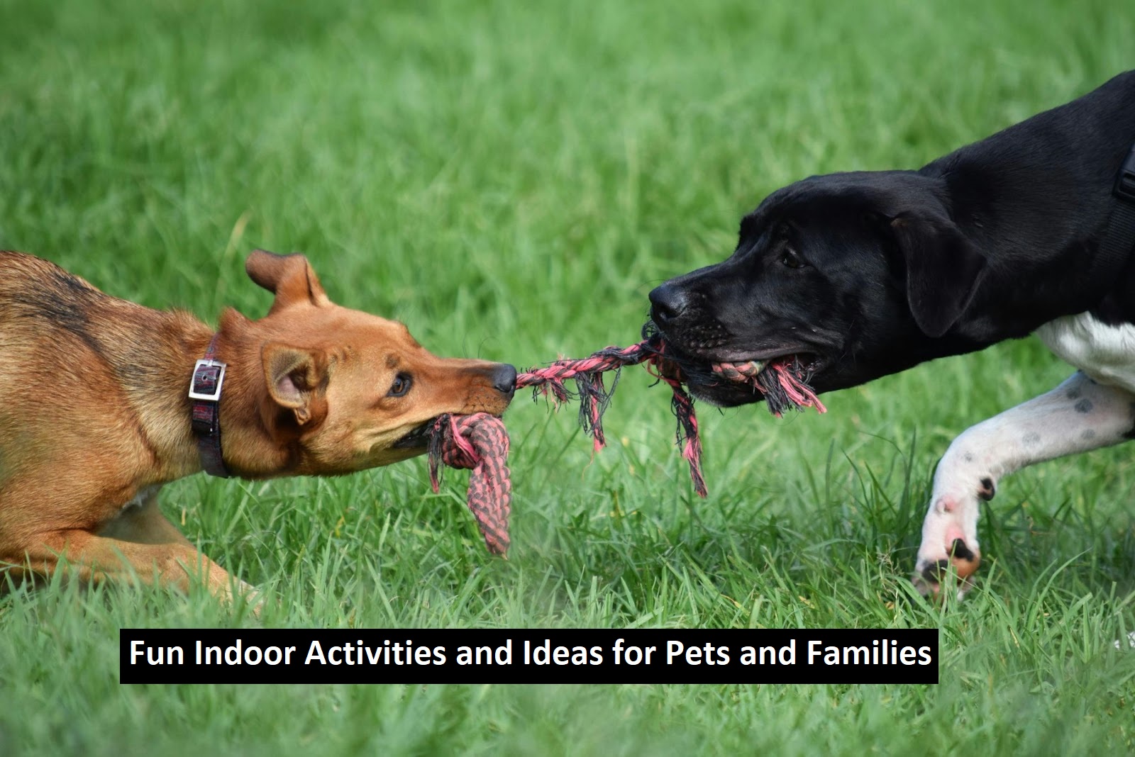 Fun Ideas for Pets