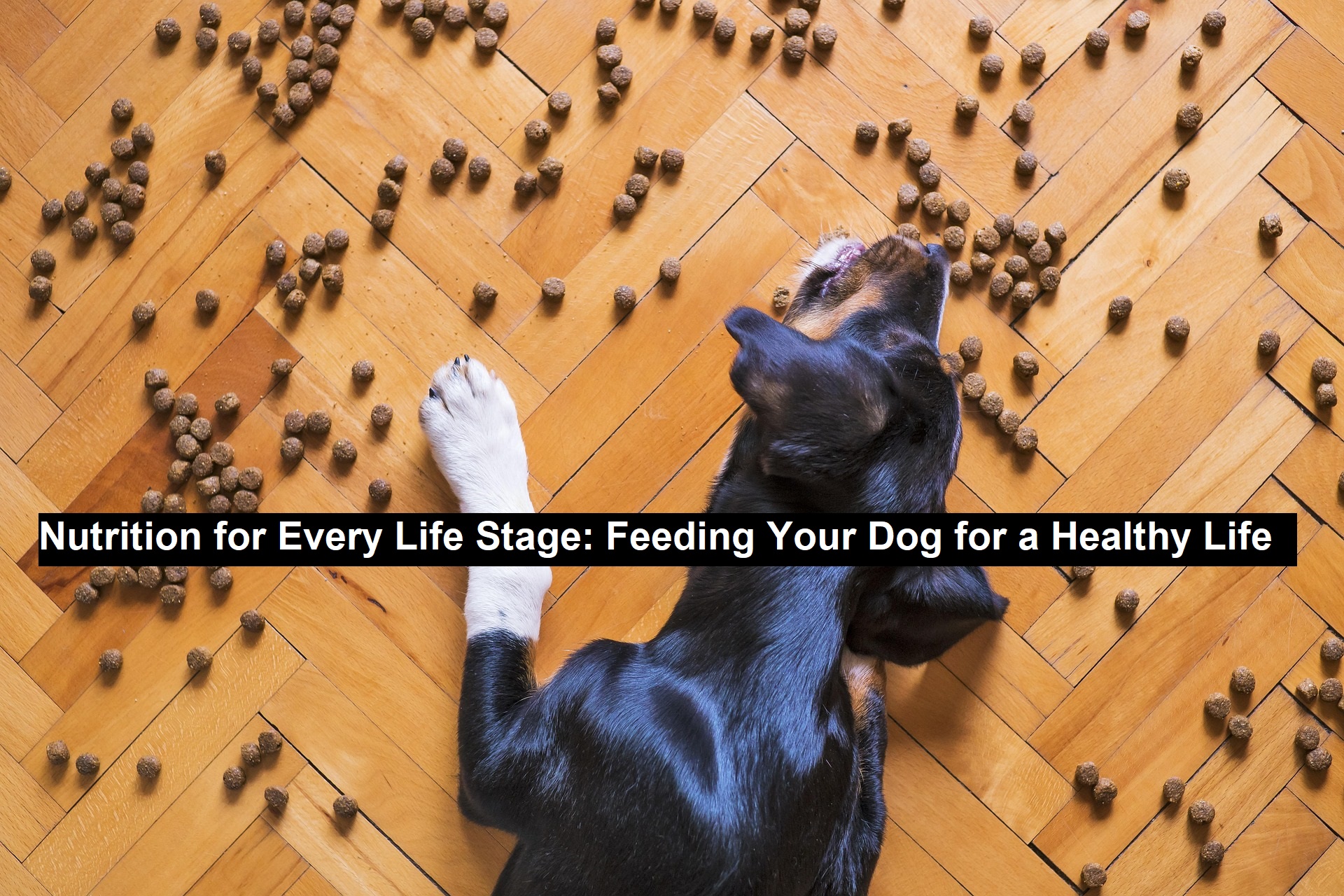 Feeding Your Dog